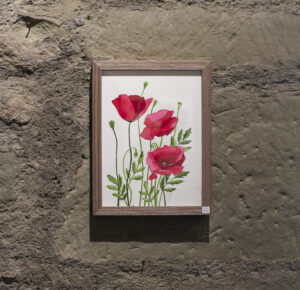Les coquelicots, las amapolas, acuarela botánica original