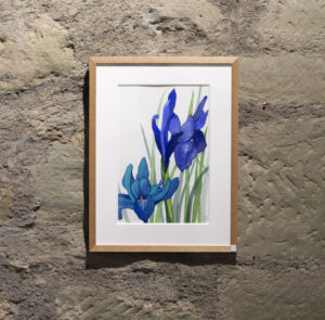 Iris Blau, Acuarela botánica original